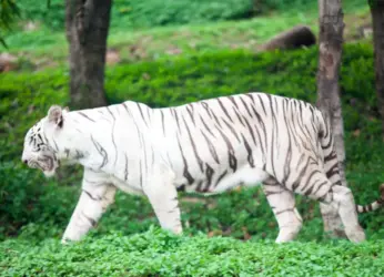 White Tiger Kumari dies in Visakhapatnam Zoo at 19