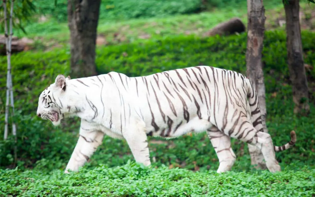 White Tiger Kumari dies in Visakhapatnam Zoo at 19