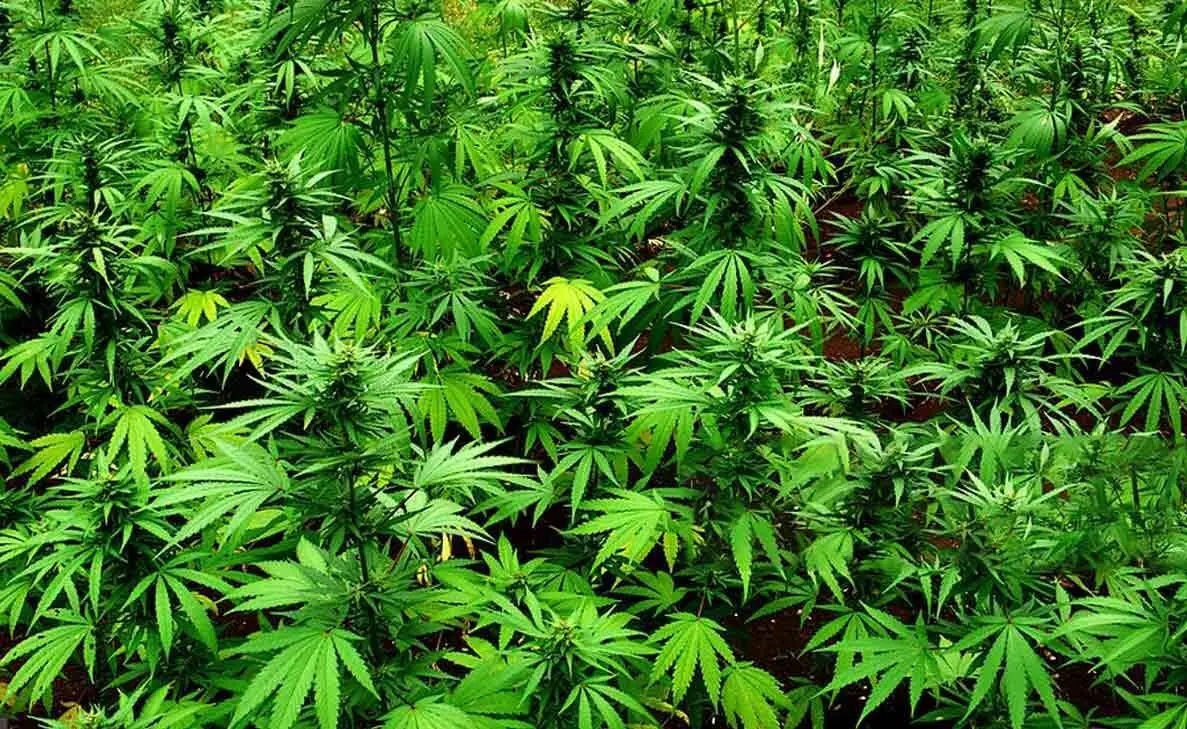 Visakhapatnam: Ganja smugglers play new trick by packing contraband under cabbage