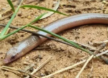 Visakhapatnam: Rare Barkudia Limbless Skink snake species sighted in Kambalakonda