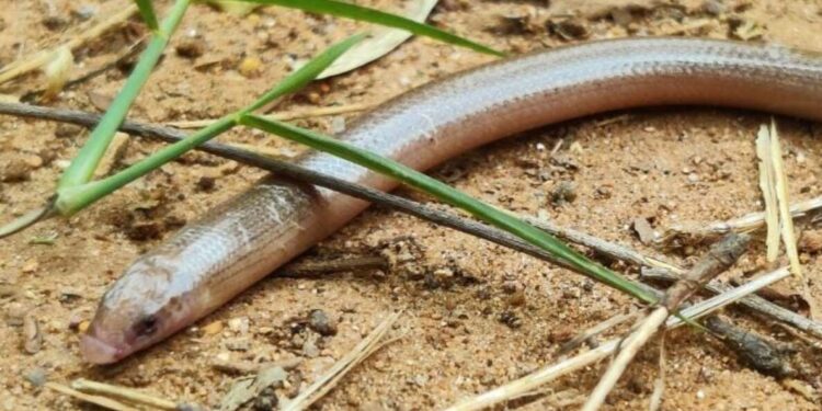 Visakhapatnam: Rare Barkudia Limbless Skink snake species sighted in Kambalakonda