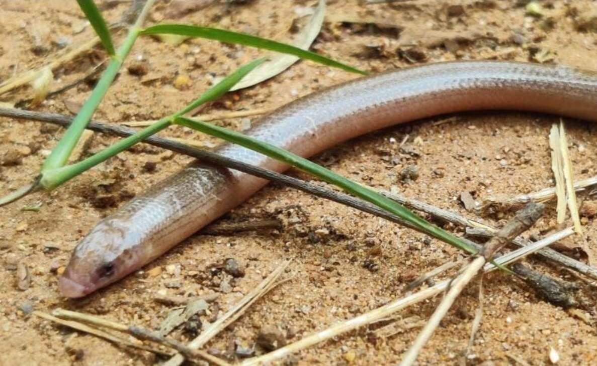 Visakhapatnam: Rare Barkudia Limbless Skink snake species sighted in Kambalakonda