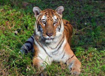 22YO Royal Bengal Tigress Janaki dies at Visakhapatnam Zoo