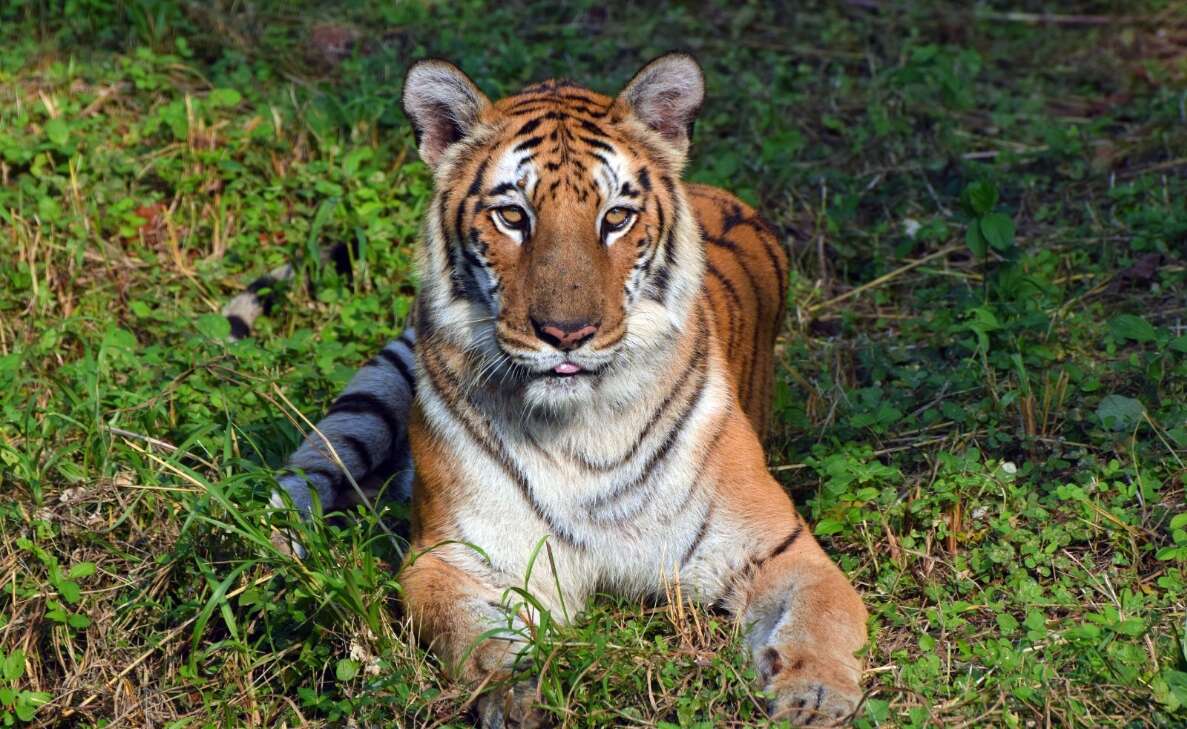 Royal Bengal Tigress Janaki of Visakhapatnam Zoo dies at 22