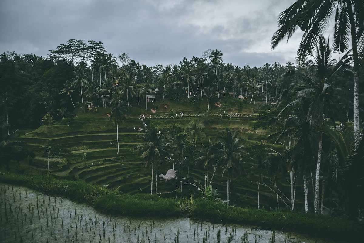 Solo Travel Destination : Tegalalang Rice Terraces in Bali, Indonesia