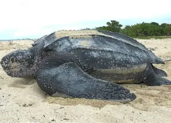 Visakhapatnam fishermen spot endangered Leatherback Turtle on coast