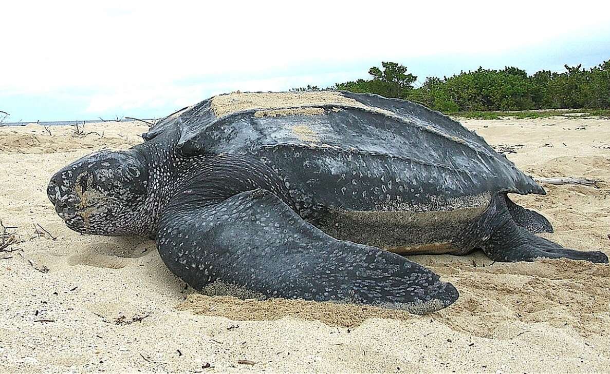 Visakhapatnam fishermen spot endangered Leatherback Turtle on coast