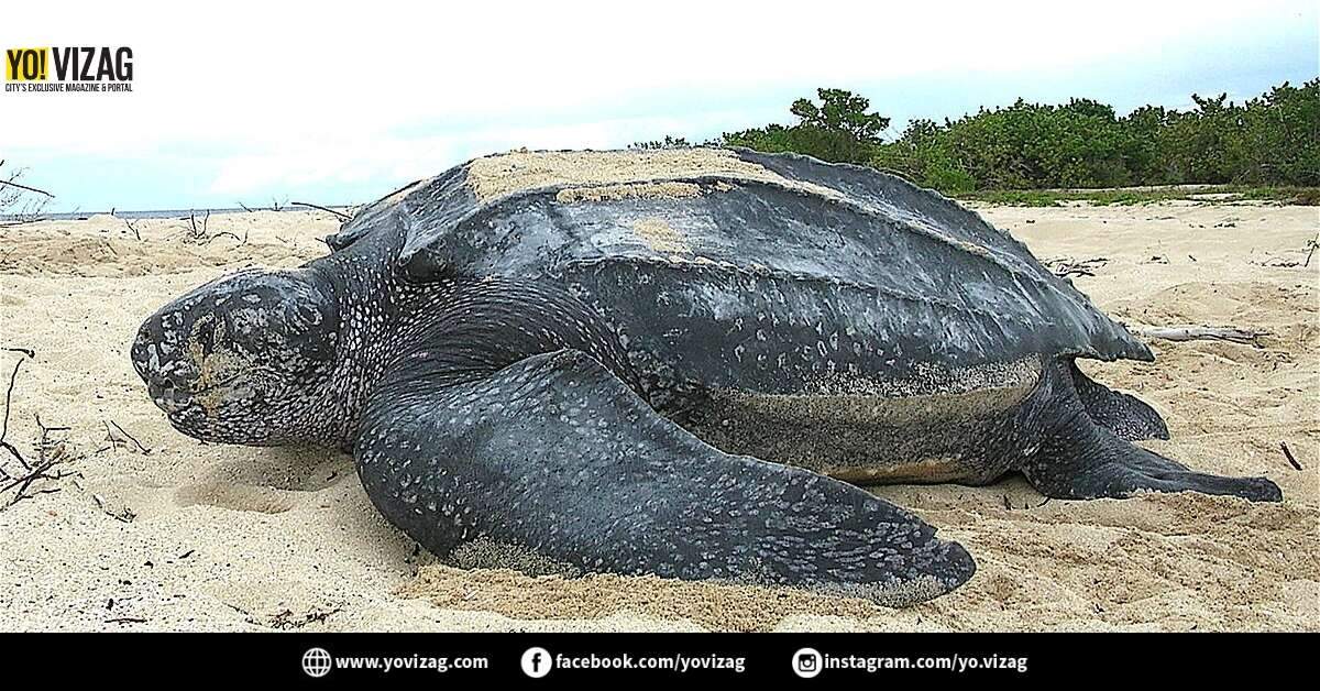 Visakhapatnam fishermen spot endangered Leatherback Turtle on coast - Vimarsana News