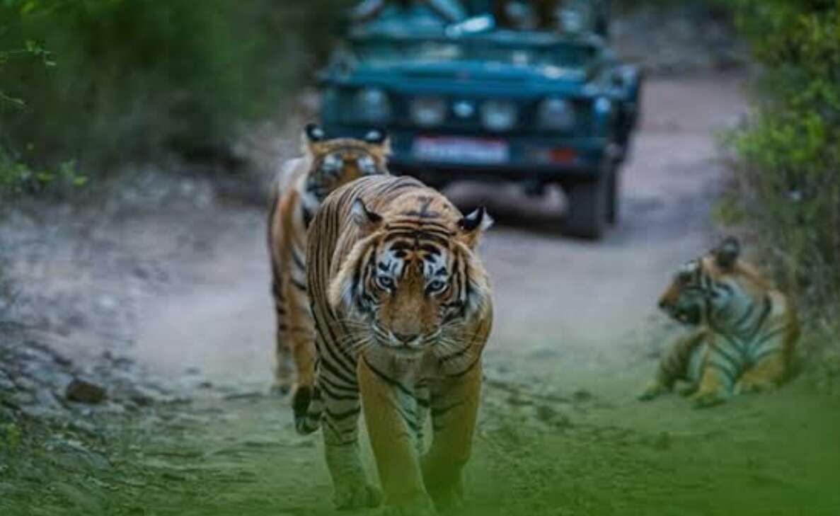national parks in India that offer wildlife safaris