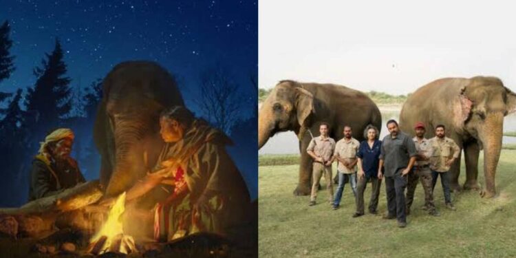 5 must-watch wildlife documentaries on OTT for an enchanting experience