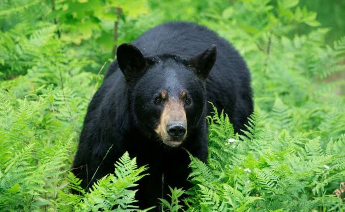 Shocking: 25-year-old Vizag Zoo employee dies in a bear attack