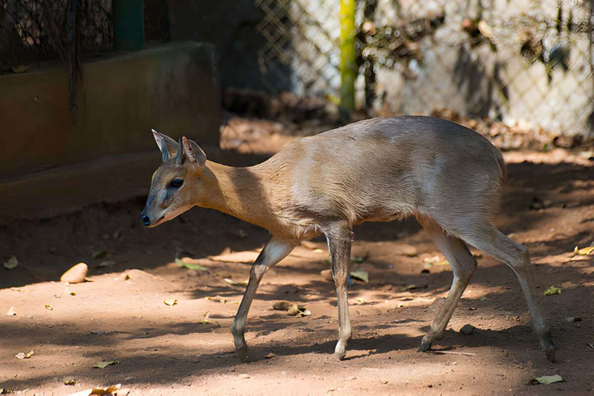 Vizag Zoo receives mouse deer and chowsinga in Animal exchange Program