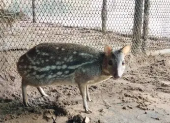 Vizag Zoo receives mouse deer and chowsinga in Animal exchange Program