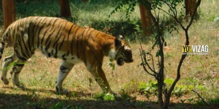 Vizag Zoo: A perfect hangout sport for families