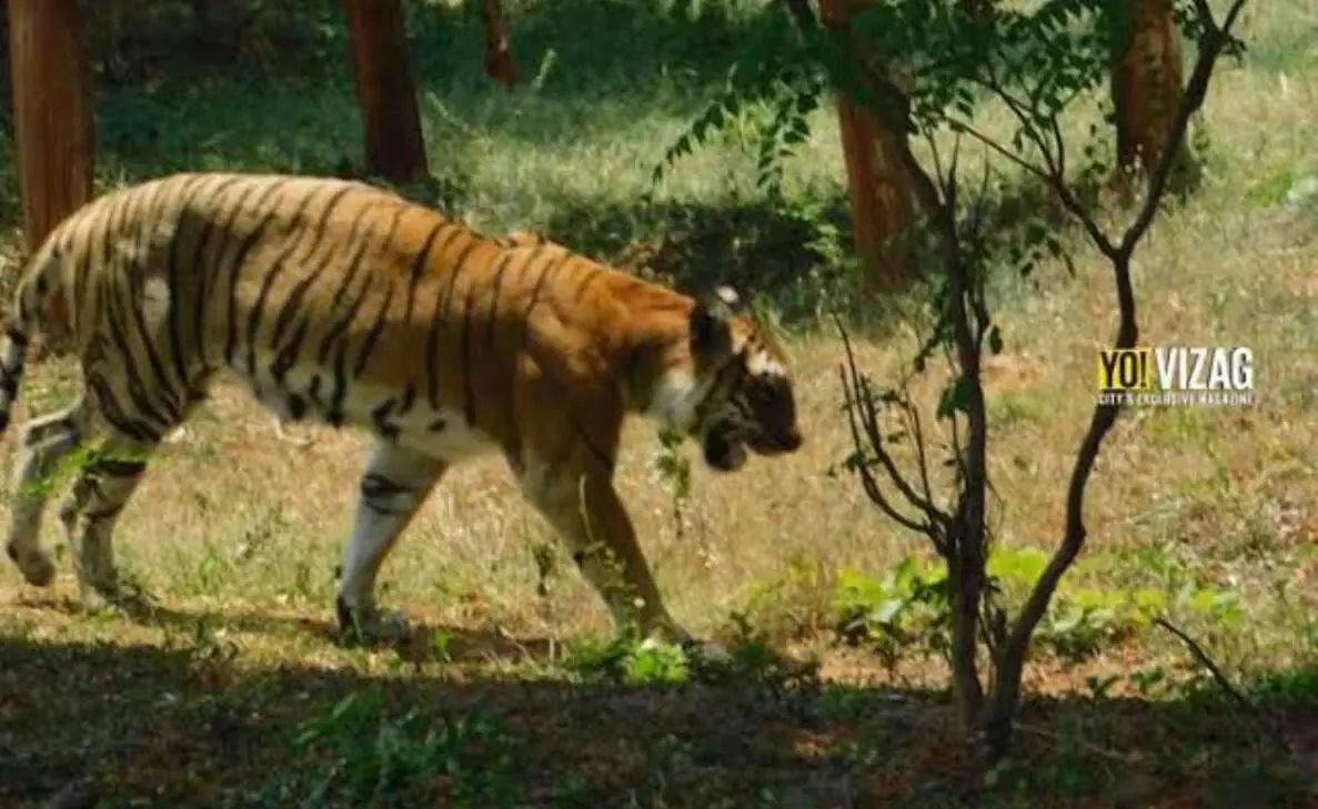 Vizag Zoo: A perfect hangout sport for families