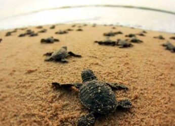 Olive Ridley Turtles Find Home in Visakhapatnam
