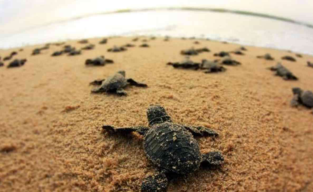 Olive Ridley Turtles Find Home in Visakhapatnam