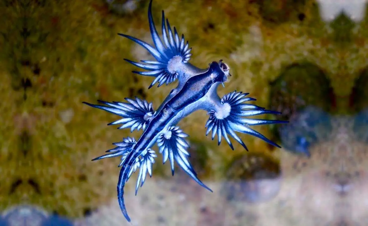 Marine Visitors Spotted on Visakhapatnam's Coast!