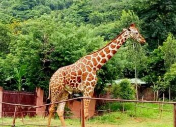 Vizag Zoo’s Only Giraffe Passes Away, Two More to Be Welcomed Soon
