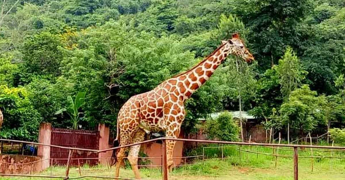 IGZP reveals death of Beacon, last remaining giraffe at Vizag zoo