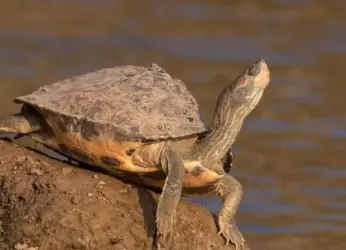 396 Turtles Rescued from Traffickers At Visakhapatnam Railway Station