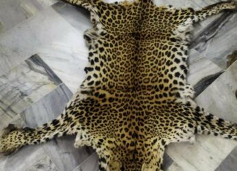 Leopard Skin Trafficking Detected in Visakhapatnam, Four Arrested