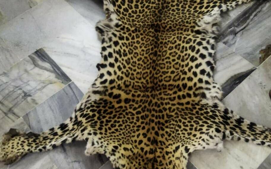 Leopard skin trafficking in a case of poaching detected in Vizag