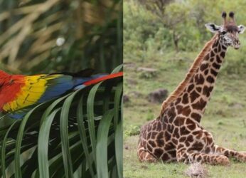 Vizag zoo gets two new giraffes, first scarlet macaw, and other animals from Alipore