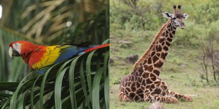 New giraffes, first scarlet macaw, and other animals at Vizag zoo