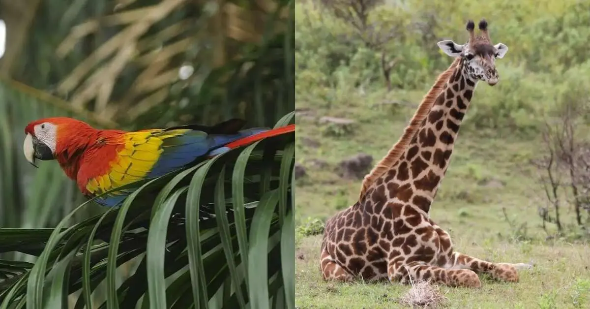 New giraffes, first scarlet macaw, and other animals at Vizag zoo