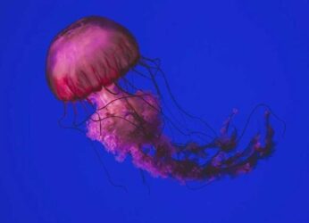 Unusual Sighting Of Venomous Jellyfish Bloom On Vizag Coast Makes Marine Researchers Nervous