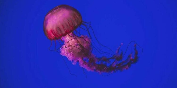 Venomous jellyfish bloom on Visakhapatnam coast raises alarm