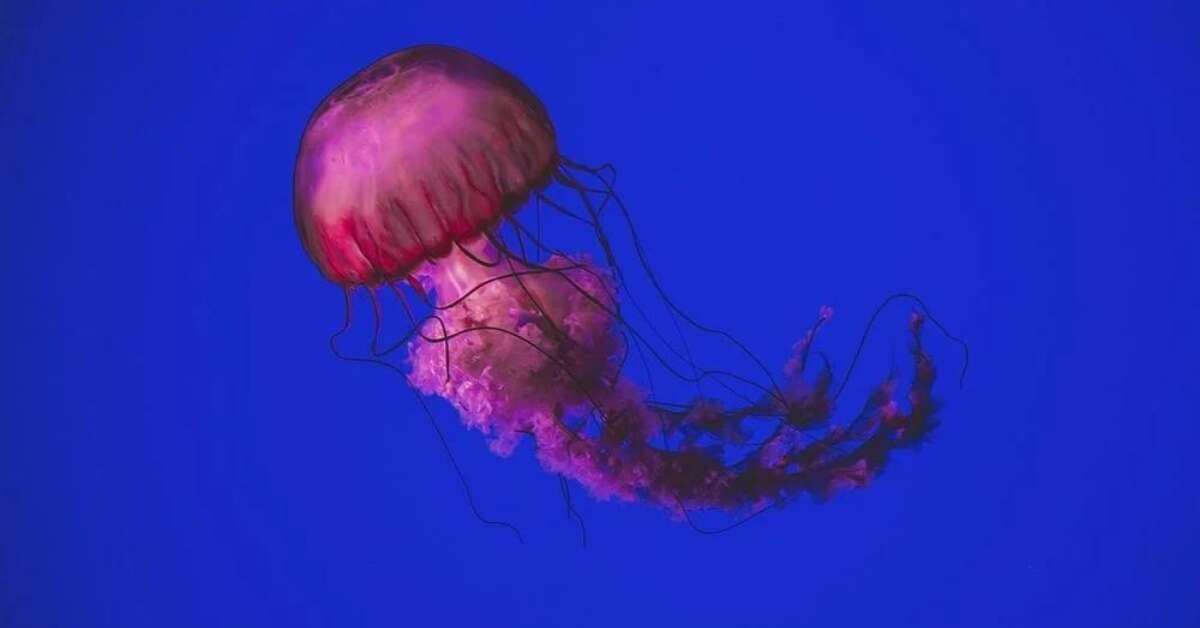Venomous jellyfish bloom on Visakhapatnam coast raises alarm