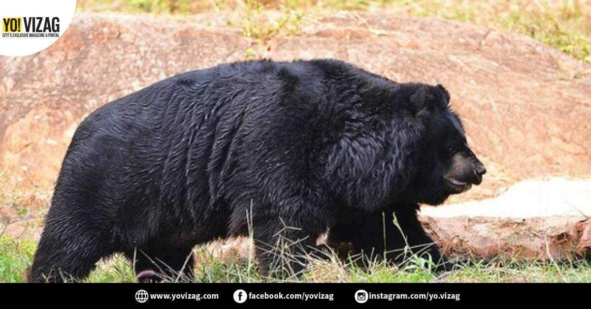 One more death at Vizag zoo: Male sloth bear meets tragic end - Vimarsana News