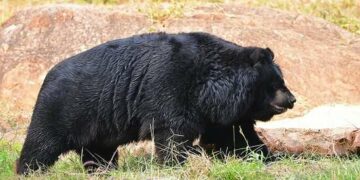 One more death at Vizag zoo: Male sloth bear meets tragic end