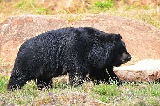 One more death at Vizag zoo: Male sloth bear meets tragic end