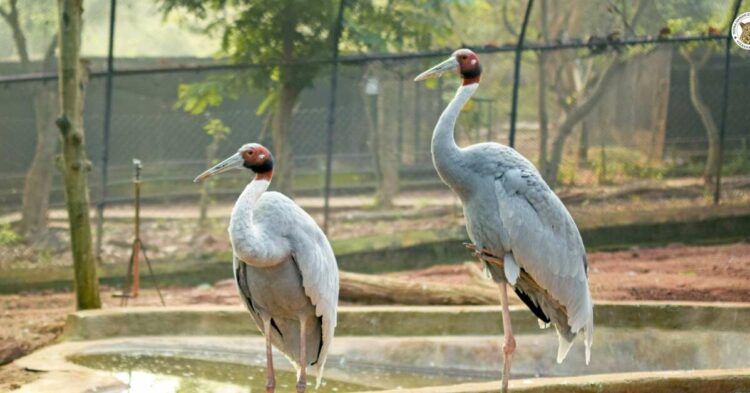 Get set for fun at Summer Camp 2024 in Vizag zoo!