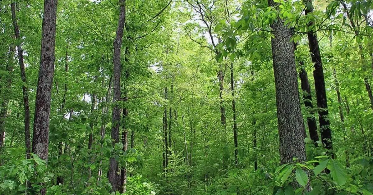 Vizag to celebrate International Biodiversity Day on 21 and 22 May