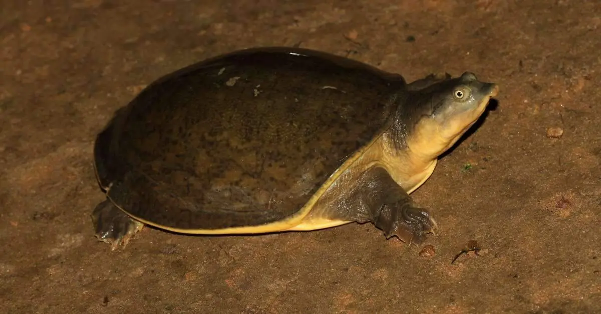 Rescue of 1,589 flapshell turtles sheds light on illegal turtle trafficking near Vizag