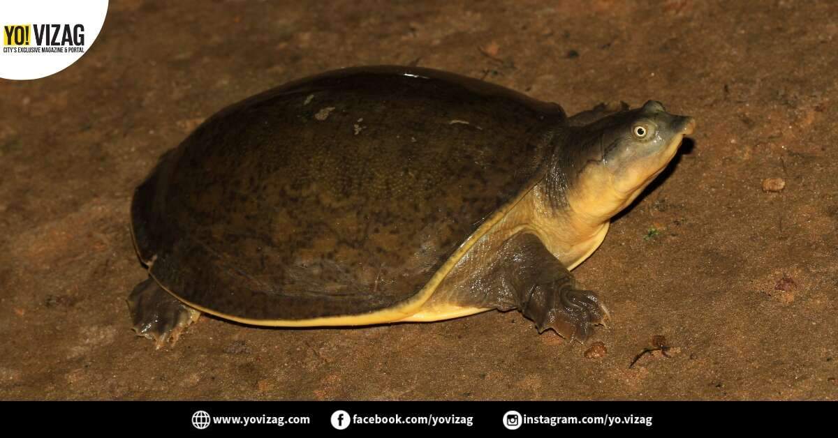 1,589 flapshells rescued from turtle trafficking ring near Vizag - Vimarsana News