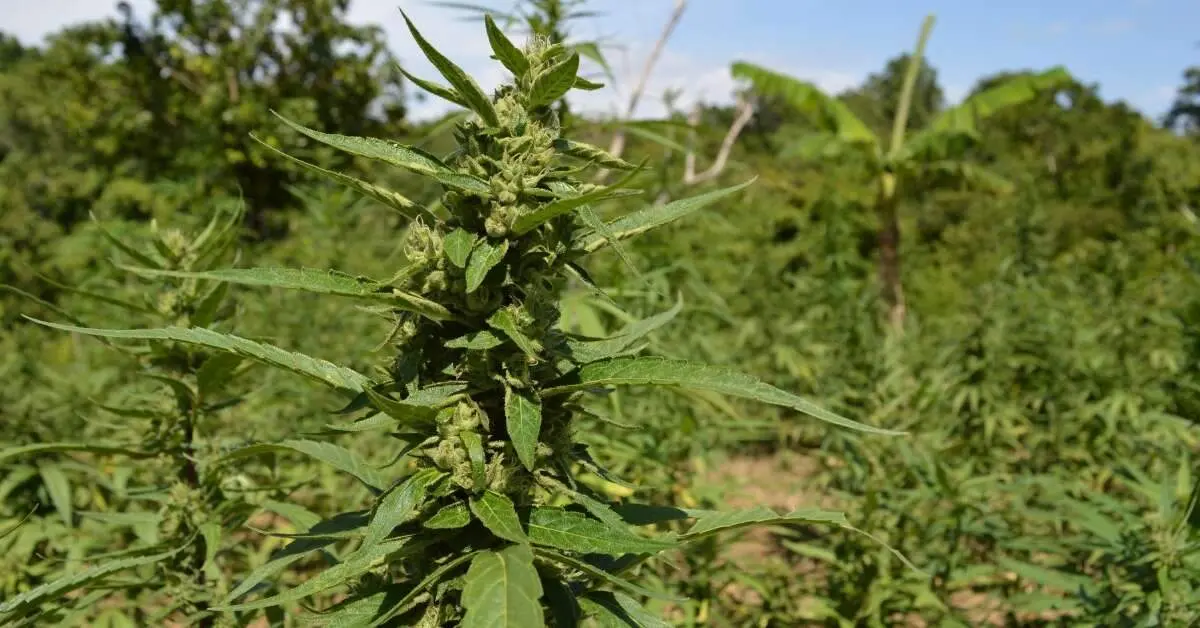 100-day plan against ganja menace in place in Visakhapatnam