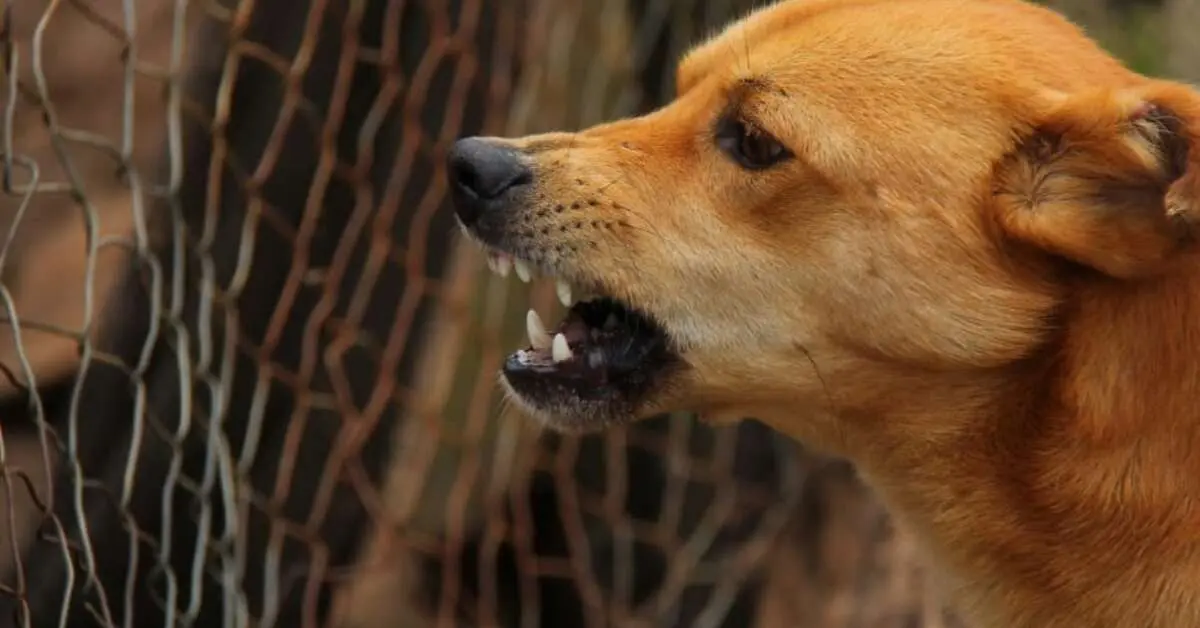 Rabies results in two tragic deaths in Bheemili, Visakhapatnam