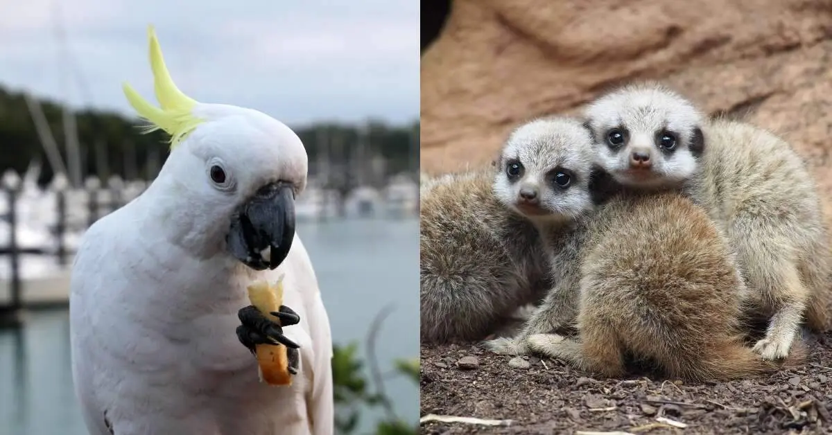 Macaws to meerkats: Vizag zoo to welcome new batch of animals