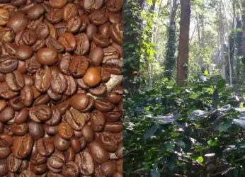 Why PM Modi’s favourite Araku coffee is a win for tribal communities