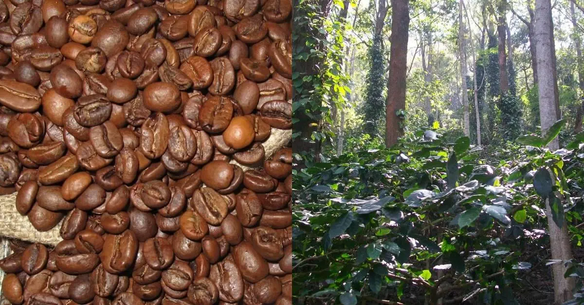 Why PM Modi's favourite Araku coffee is a win for tribal communities
