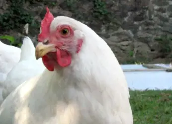 Dancer charged for biting off hen’s head during a performance in Anakapalle