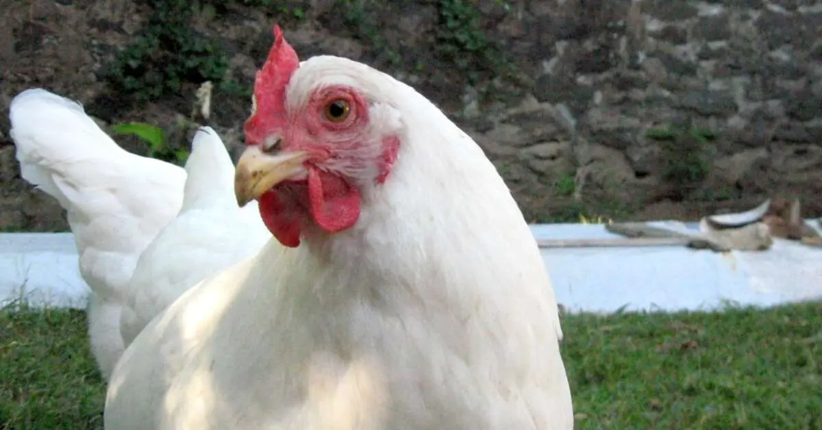 Dancer charged for biting off hen's head during a performance in Anakapalle