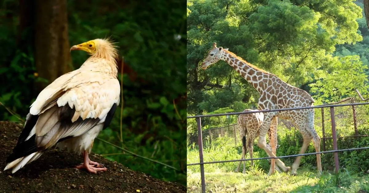 Vizag zoo to host week full of activities for Wildlife Week; Check schedule