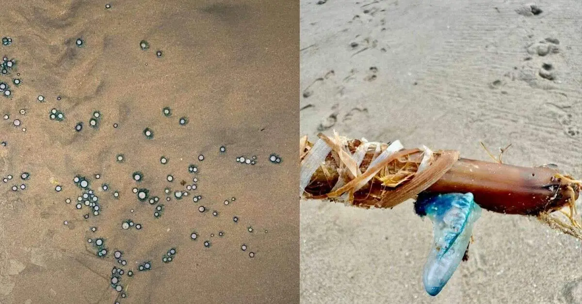 Beware of these stunning yet dangerous creatures on Visakhapatnam beaches!