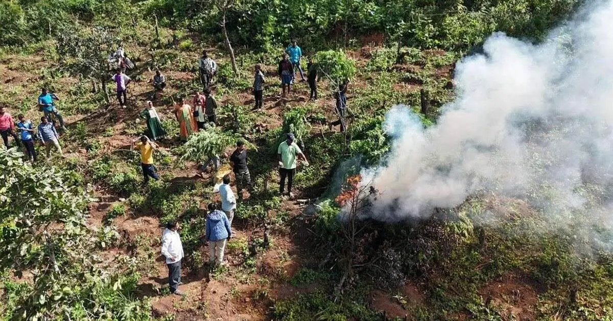 Ganja plants in 4,000 acres destroyed in Agency